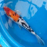 Large Fish Large Fish